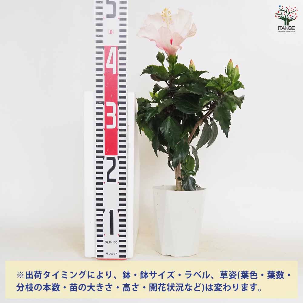 ハイビスカス ピンク 【花木苗 4号／1個売り】｜ 【植物のITANSE