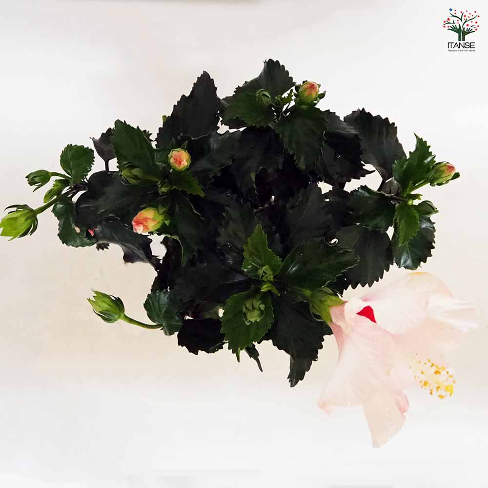 ハイビスカス ピンク 【花木苗 4号／1個売り】｜ 【植物の