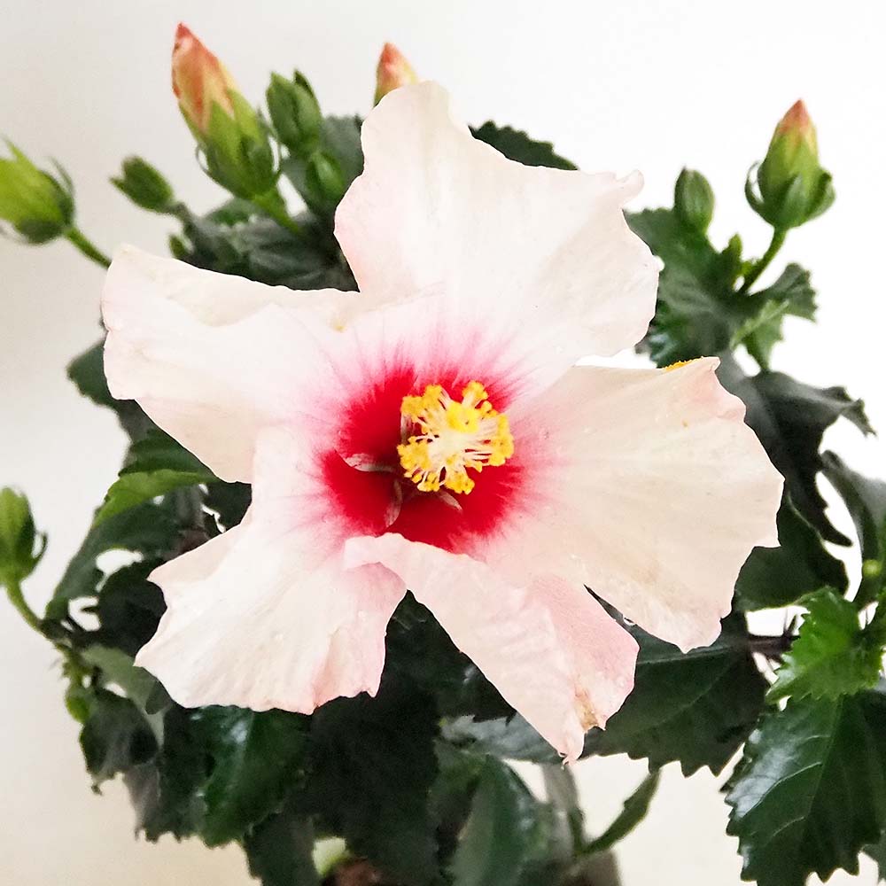 ハイビスカス様 Amazon.co.jp: 10粒 ピンク パープル ブルー ハイビスカス 花