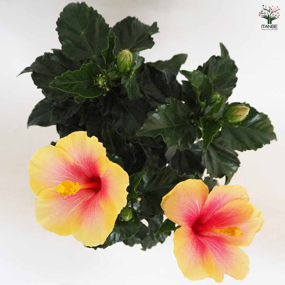 ハイビスカス オレンジ 【花木苗 4号／1個売り】｜ 【植物の