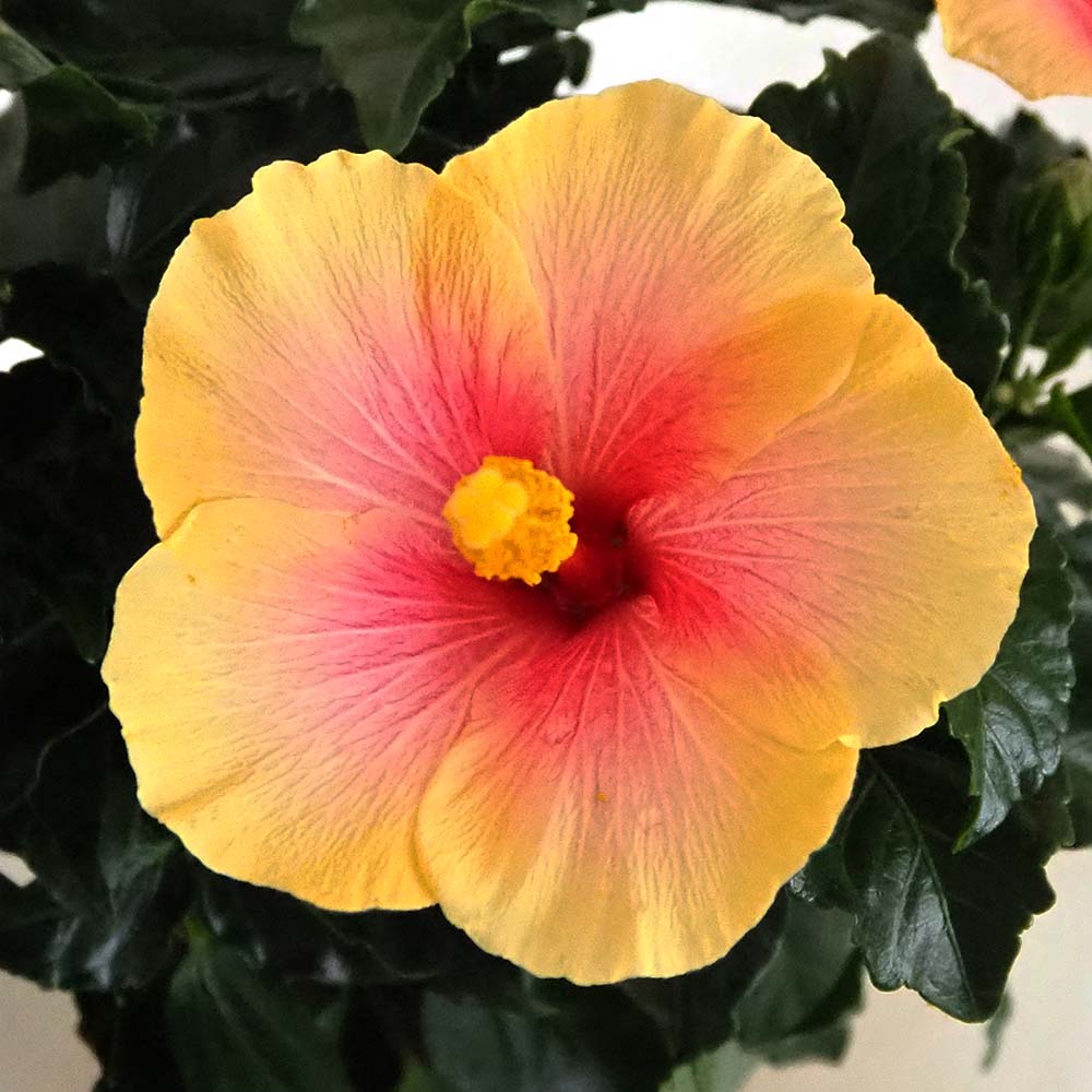 ☆ハイビスカスページです☆ かぎけん花図鑑 9月22日の誕生花 ハイビスカス | Flower Database