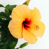 ハイビスカス てぃーだ オレンジアイ 【花木苗 4号／1個売り】|植木・花木