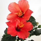 ハイビスカス サマーブリーズ スターリーウィンド 【花木苗 4号／1個売り】|植木・花木