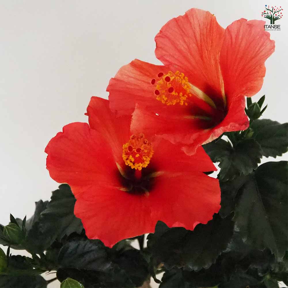 ハイビスカス サマーブリーズ スターリーウィンド 【花木苗 4号／1個