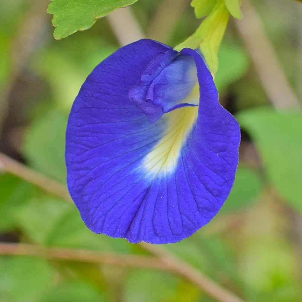 バタフライピー 【花木苗 3号】