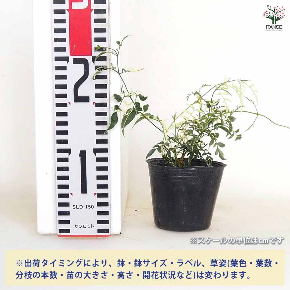 羽衣ジャスミン ミルキーウェイ 【花木苗 3号】｜ 【植物の