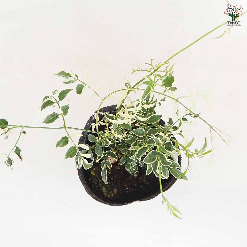 羽衣ジャスミン ミルキーウェイ 【花木苗 3号】｜ 【植物の
