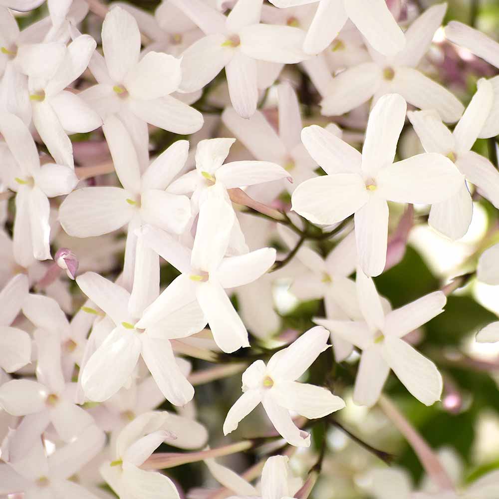 羽衣ジャスミン ミルキーウェイ 【花木苗 3号】