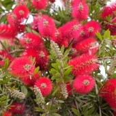 カリステモン エンデバー 【花木苗 7号／1個売り】|植木・花木