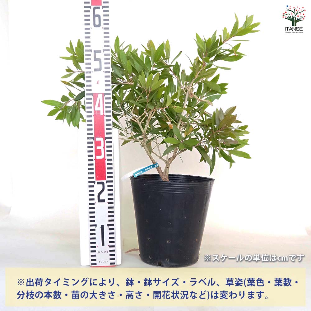 カリステモン エンデバー 【花木苗 7号／1個売り】｜ 【植物の