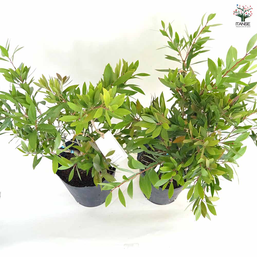 カリステモン エンデバー 【花木苗 7号／1個売り】｜ 【植物の