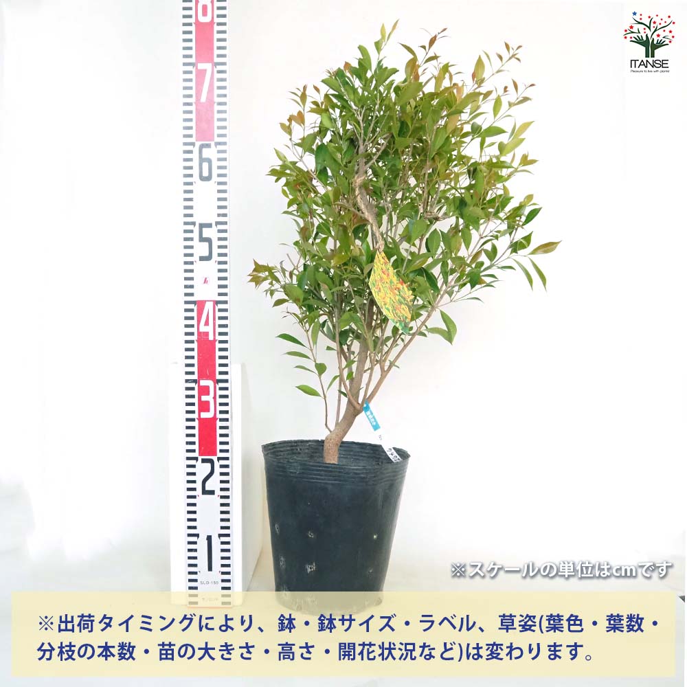 アクメナ リリーピリー 【花木苗 7号／1個売り】｜ 【植物の
