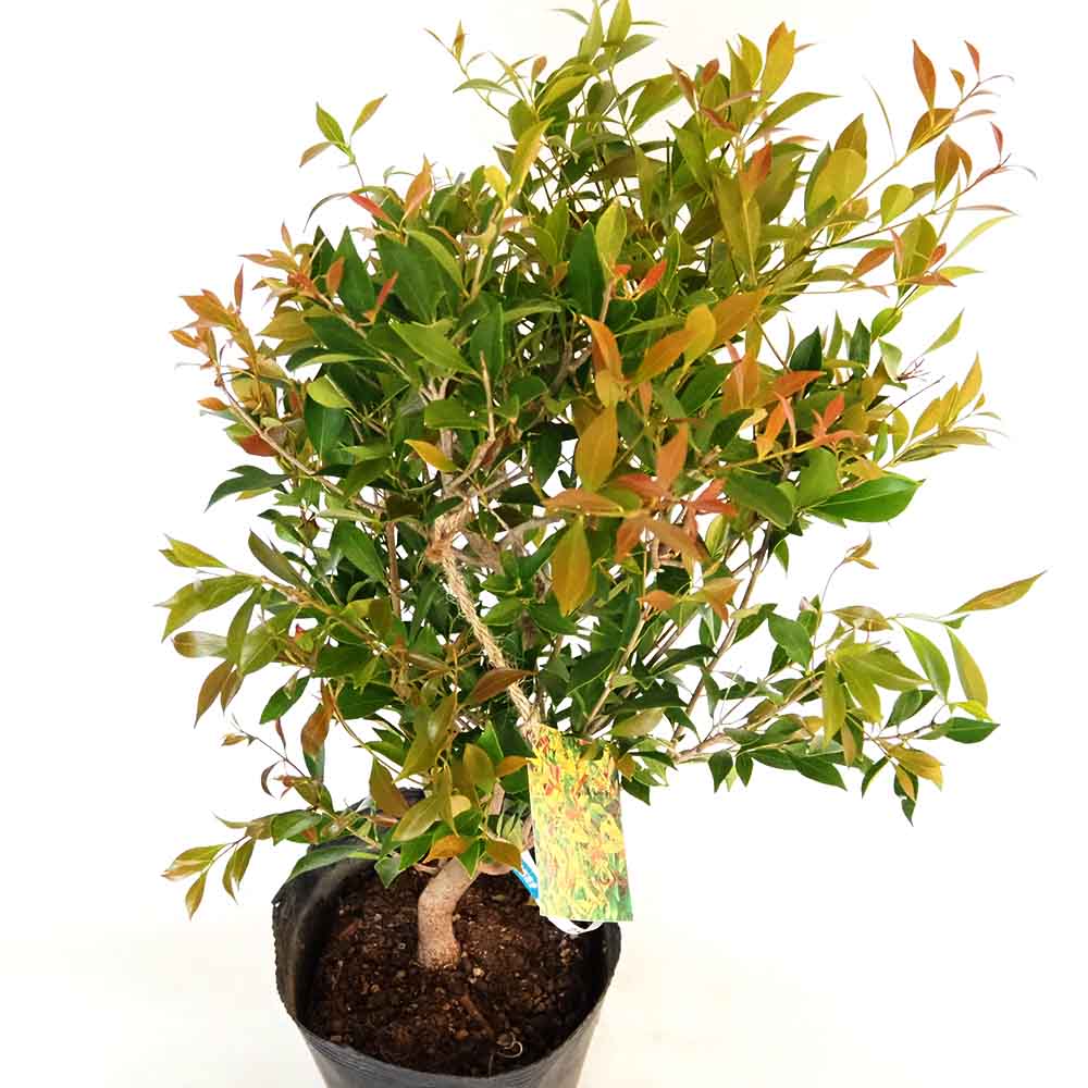 アクメナ リリーピリー 【花木苗 7号／1個売り】