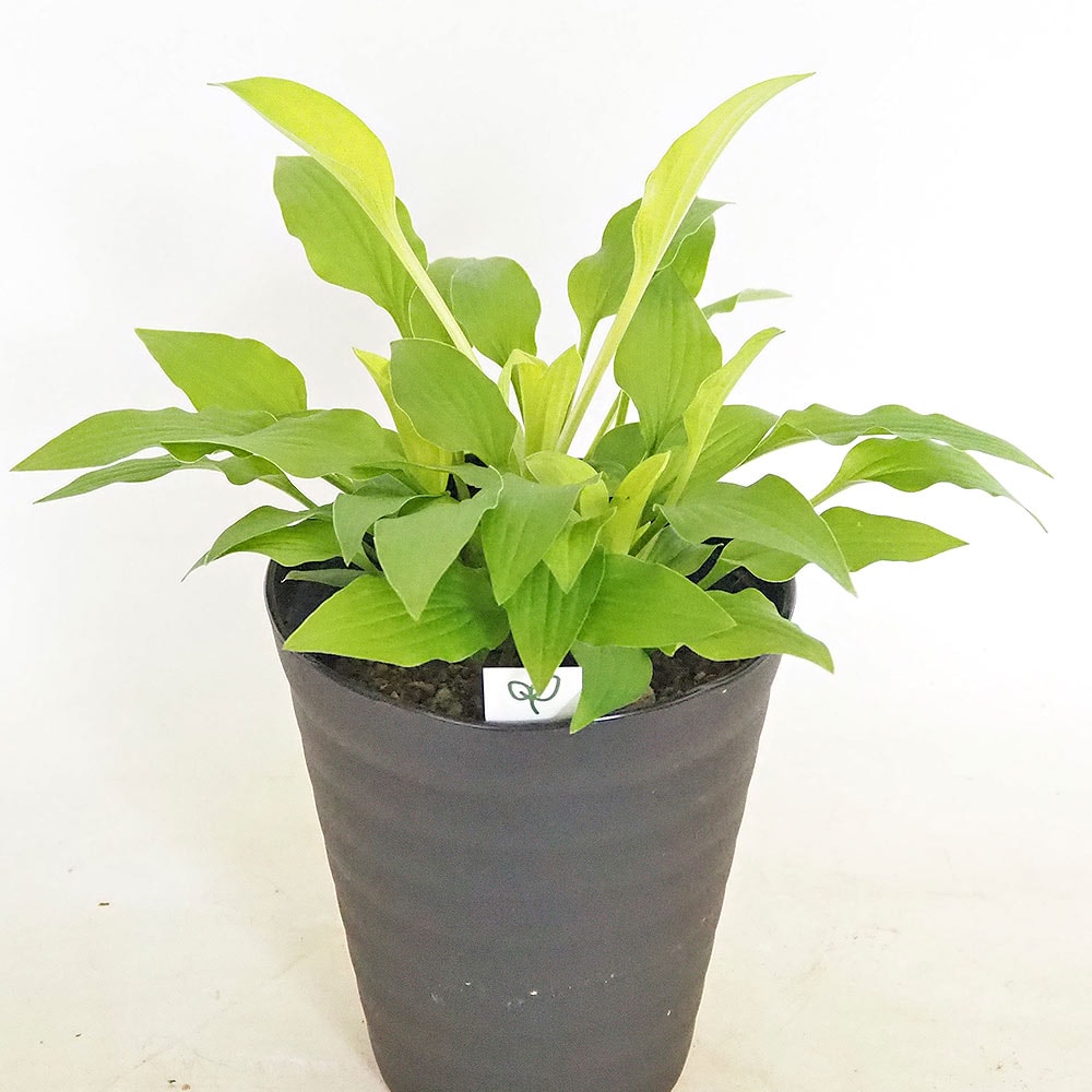 ホスタ(ギボウシ) 黄金オトメギボウシ 【花木苗 4.5号】