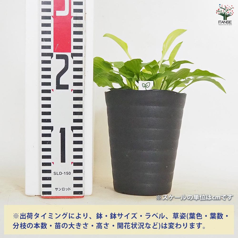 ホスタ(ギボウシ) 黄金オトメギボウシ 【花木苗 4.5号】｜ 【植物の