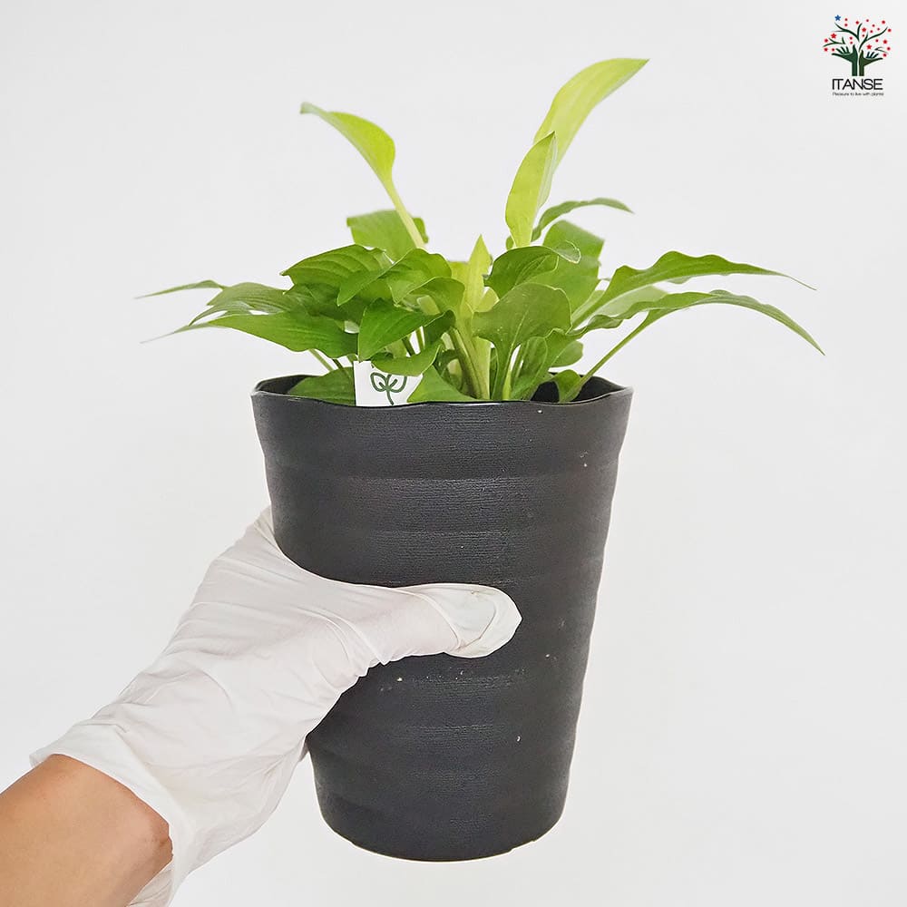 ホスタ(ギボウシ) 黄金オトメギボウシ 【花木苗 4.5号】｜ 【植物の