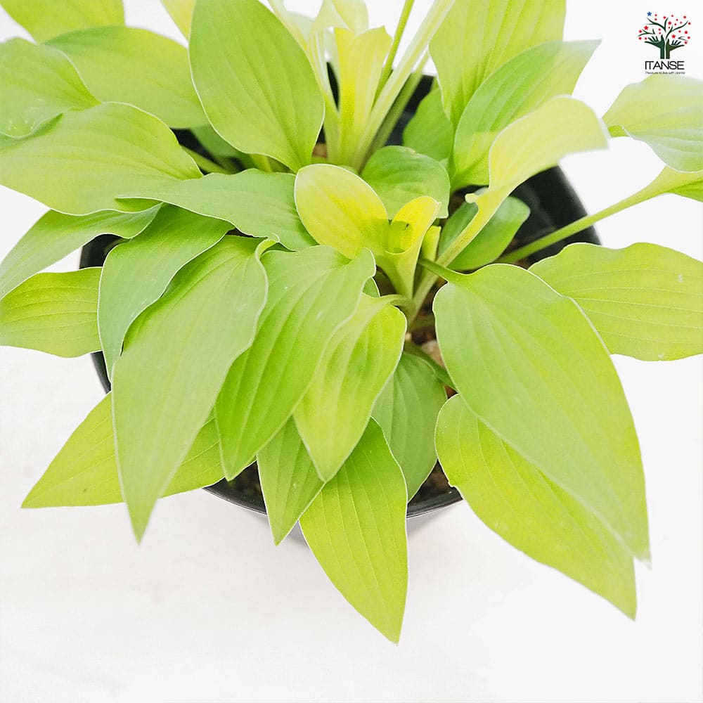 ホスタ(ギボウシ) 黄金オトメギボウシ 【花木苗 4.5号