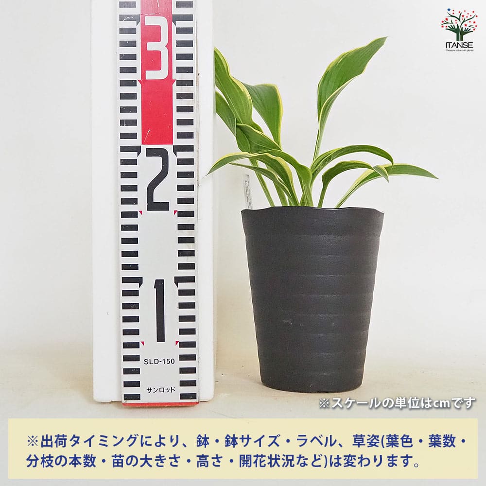 タチギボウシ 黄金のかんざし 津軽錦 【花木苗 4.5号】｜ 【植物の