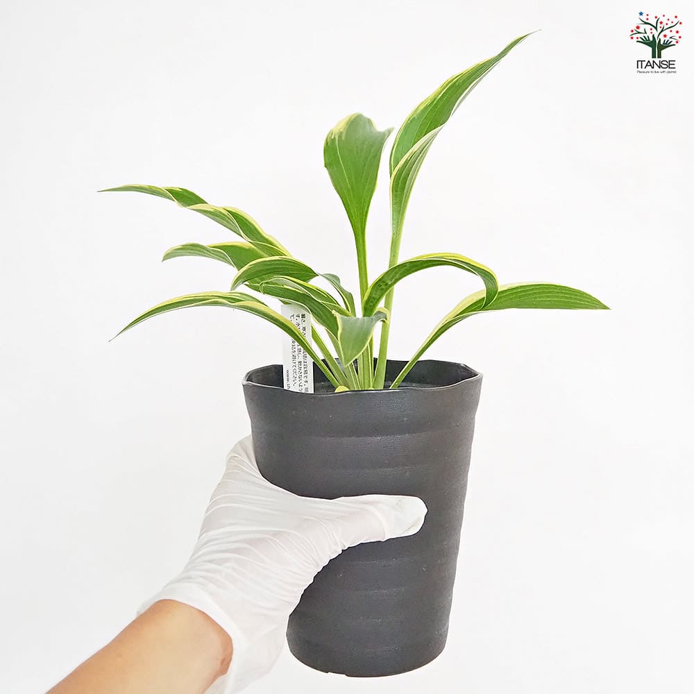 タチギボウシ 黄金のかんざし 津軽錦 【花木苗 4.5号】｜ 【植物の