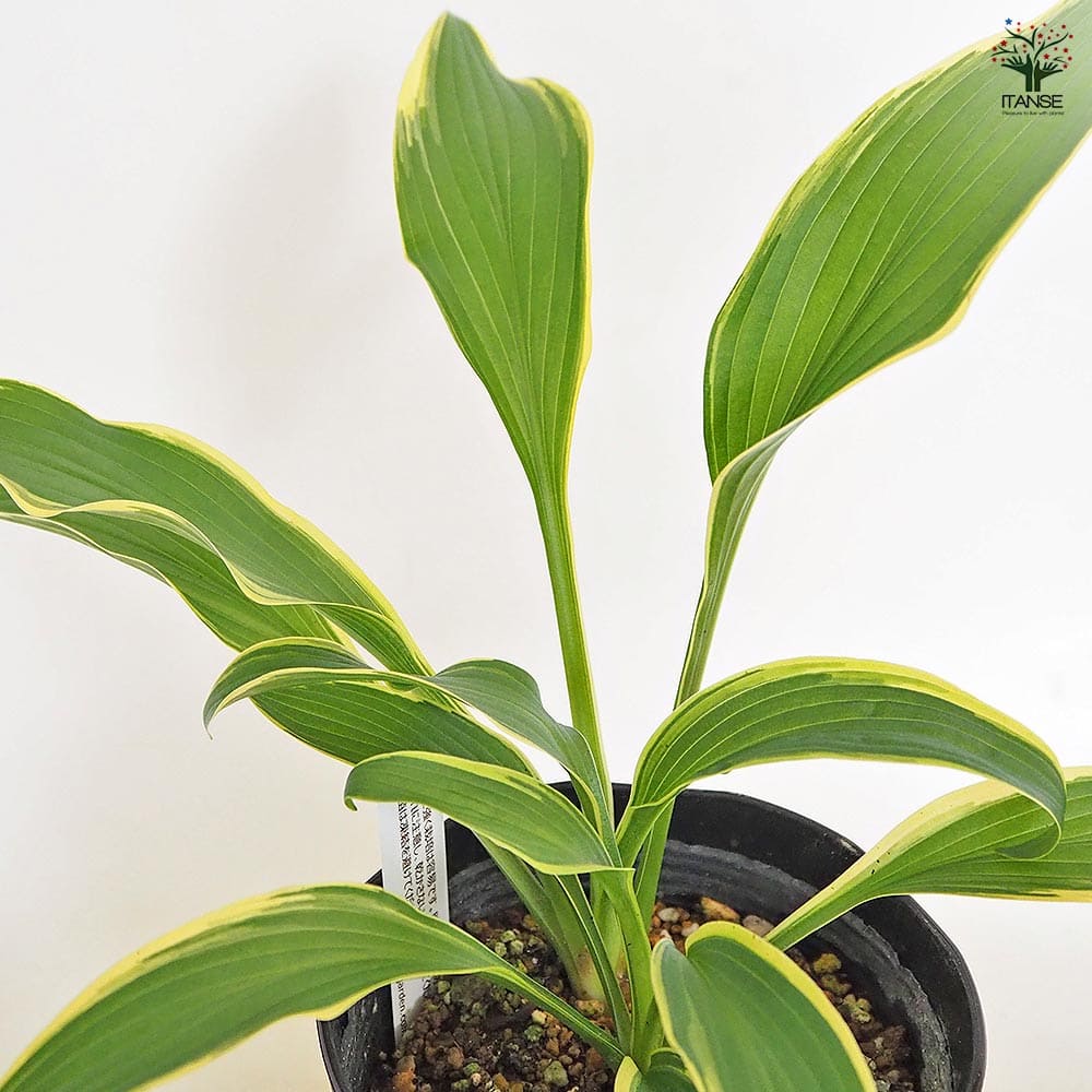 タチギボウシ 黄金のかんざし 津軽錦 【花木苗 4.5号】｜ 【植物の