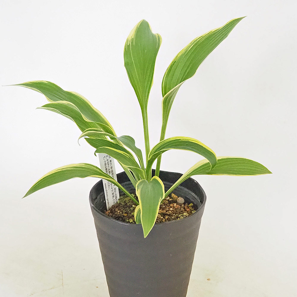 タチギボウシ 黄金のかんざし 津軽錦 【花木苗 4.5号】