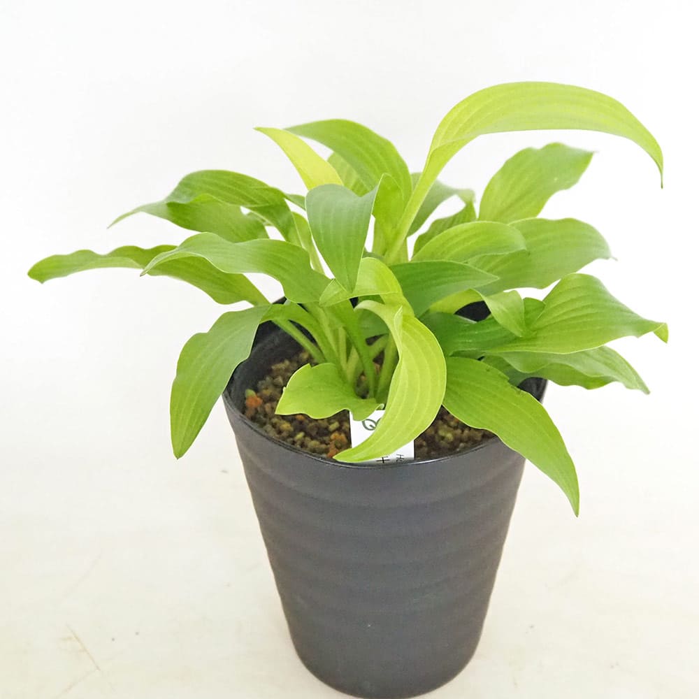 ホスタ(ギボウシ) 黄金錦 【花木苗 4.5号】｜ 【植物のITANSE