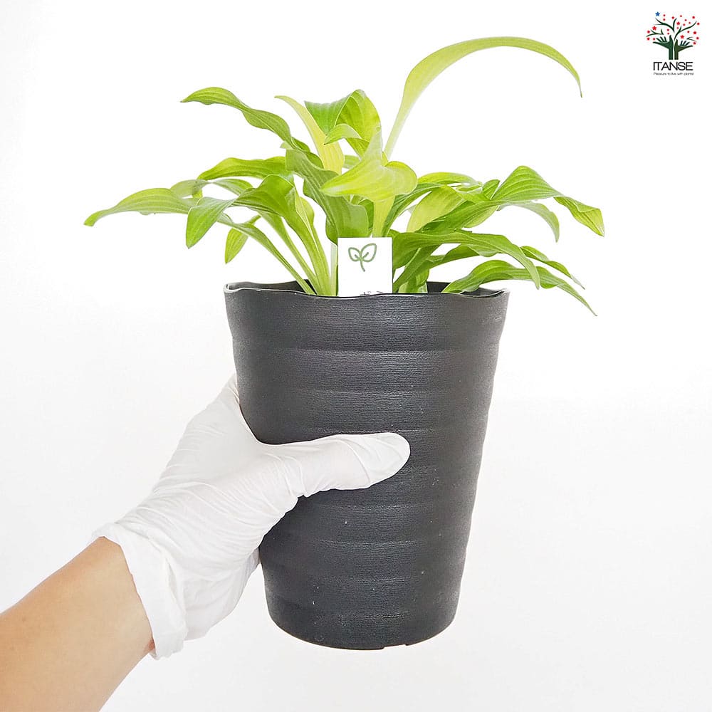 ホスタ(ギボウシ) 黄金錦 【花木苗 4.5号】｜ 【植物のITANSE