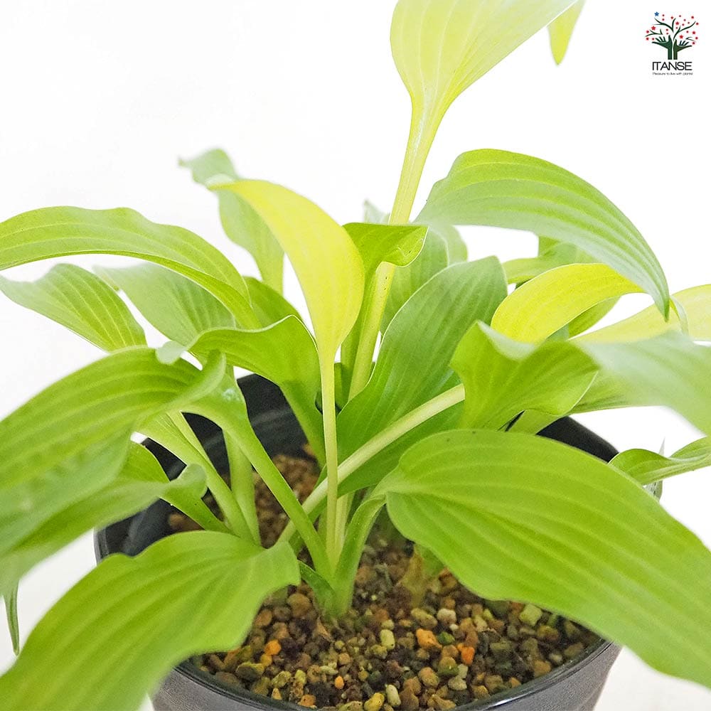 ホスタ(ギボウシ) 黄金錦 【花木苗 4.5号】｜ 【植物のITANSE