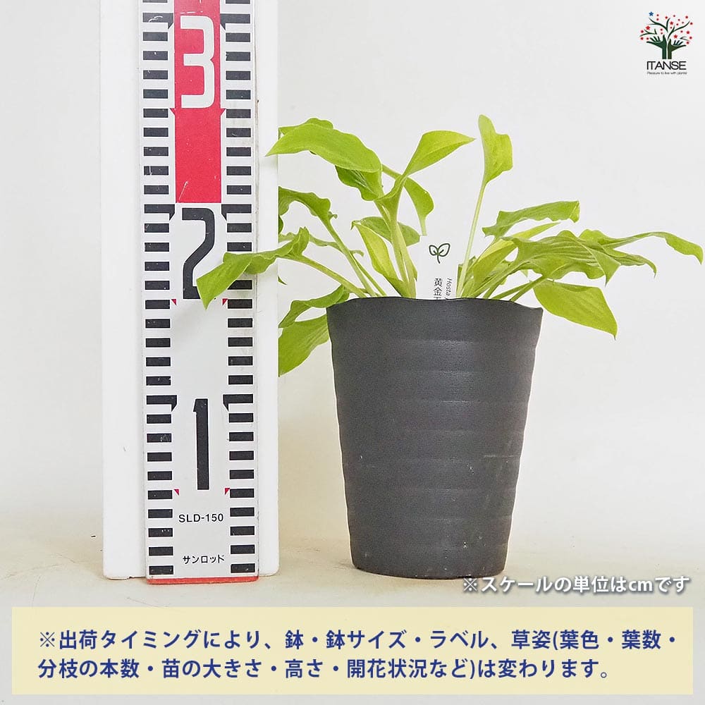 追加商品画像