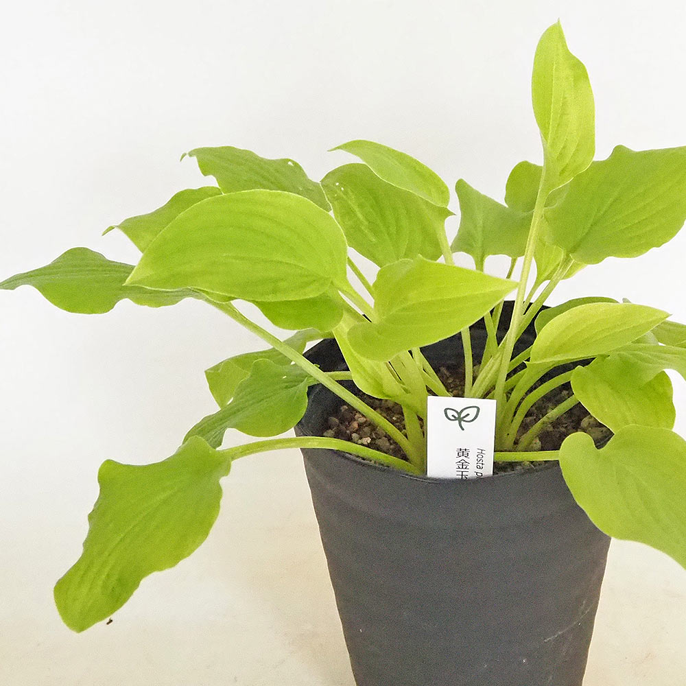 ホスタ(ギボウシ) タマノカンザシ 金香玉 【花木苗 4.5号】