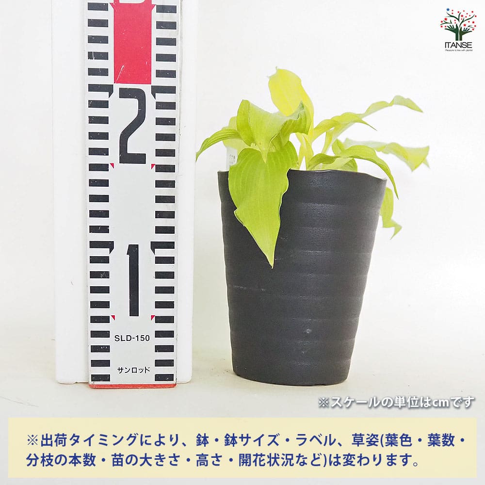 追加商品画像