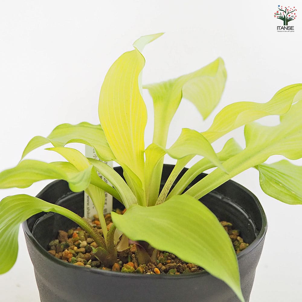 ホスタ(ギボウシ) 金閣 【花木苗 4.5号】｜ 【植物のITANSE