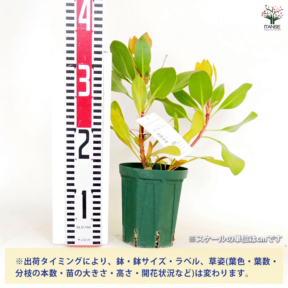 プロテア シナロイデス スプリング 【花木苗 4号／1個売り】｜ 【植物
