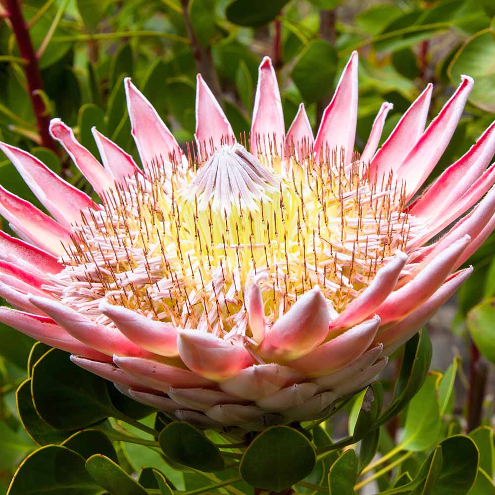 プロテア シナロイデス スプリング 【花木苗 4号／1個売り】