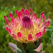 プロテア エキシミア 【花木苗 4.5号／1個売り】|植木・花木