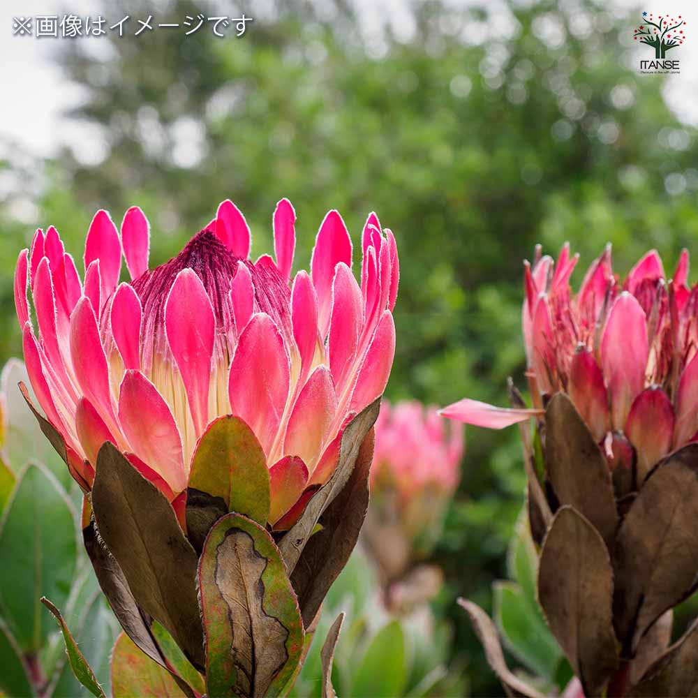 プロテア エキシミア６号 プロテア・エキシミア（6寸鉢植え） : 日本花卉ガーデンセンター