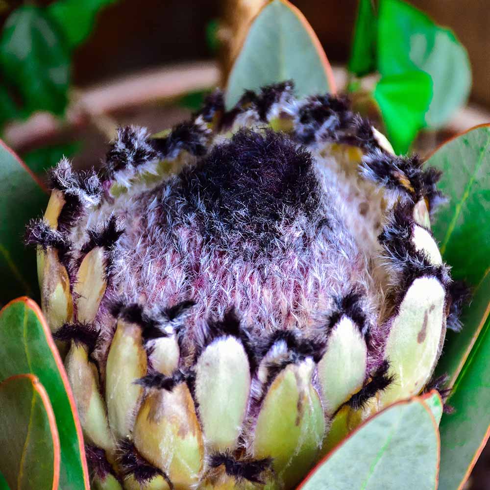 プロテア ネリイフォリア クリーム 【花木苗 4号／1個売り】