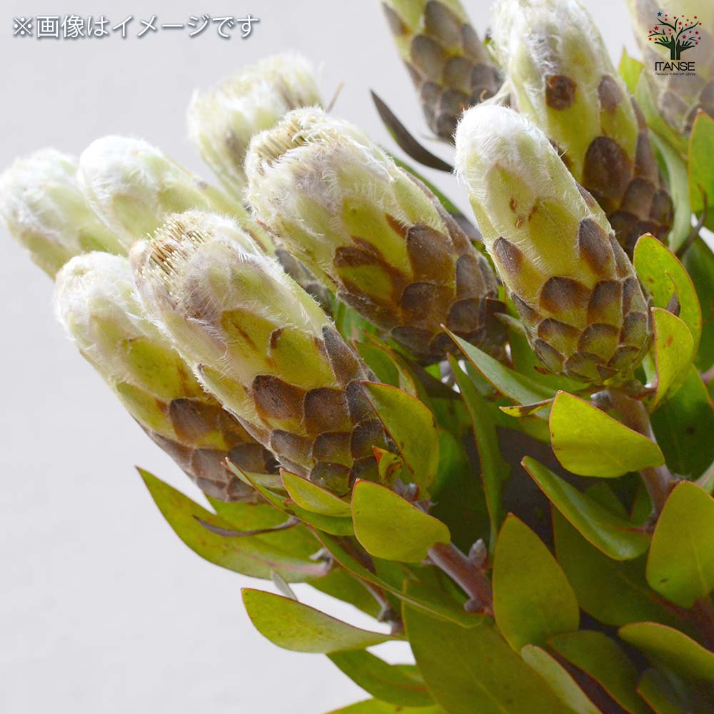 プロテア ムンディ 【花木苗 4.5号／1個売り】｜ 【植物のITANSE