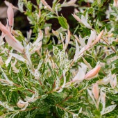 ヤナギ 白露錦(ハクロニシキ) 【花木苗 7号／1個売り】|植木・花木