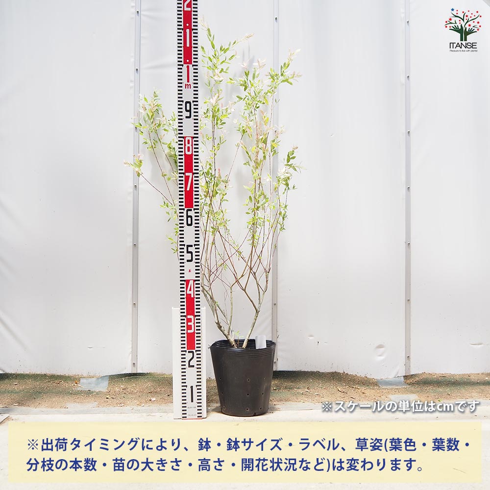 ヤナギ 白露錦(ハクロニシキ) 【花木苗 7号／1個売り】｜ 【植物
