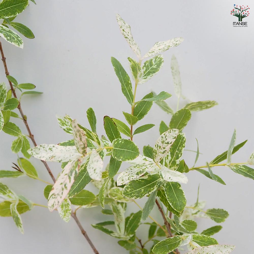 ヤナギ 白露錦(ハクロニシキ) 【花木苗 7号／1個売り】｜ 【植物の