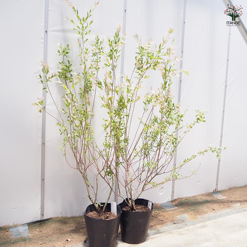 ヤナギ 白露錦(ハクロニシキ) 【花木苗 7号／1個売り】｜ 【植物の