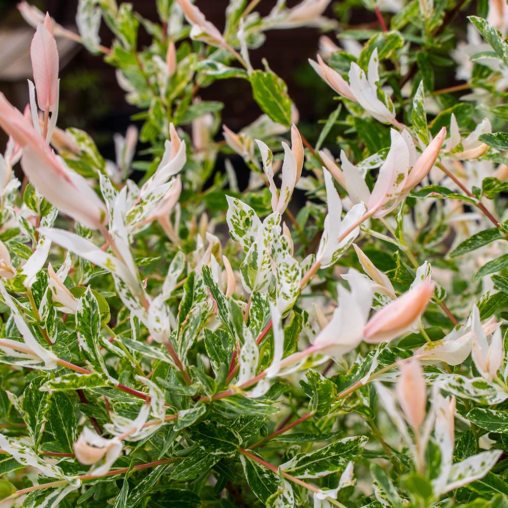 ヤナギ 白露錦(ハクロニシキ) 【花木苗 7号／1個売り】