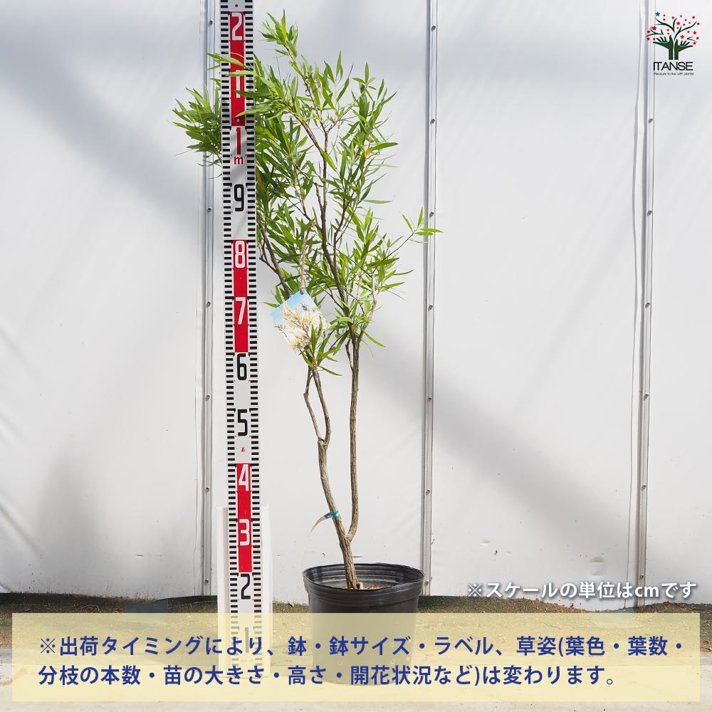 カリステモン ウィルダネスホワイト ブラシの木 【大株】 カリステモン ウィルダネスホワイト 【花木苗 8号／1個売り】｜ 【植物