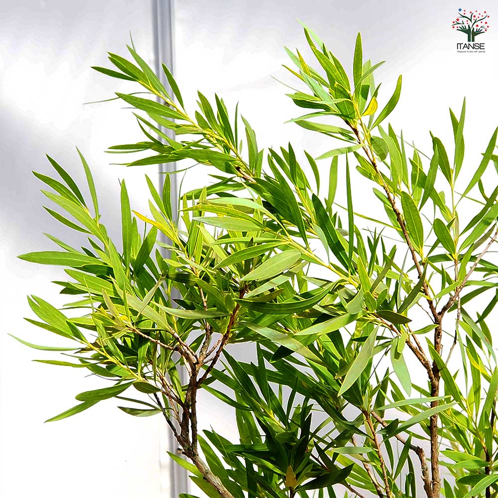 カリステモン ウィルダネスホワイト 【花木苗 8号／1個売り】｜ 【植物