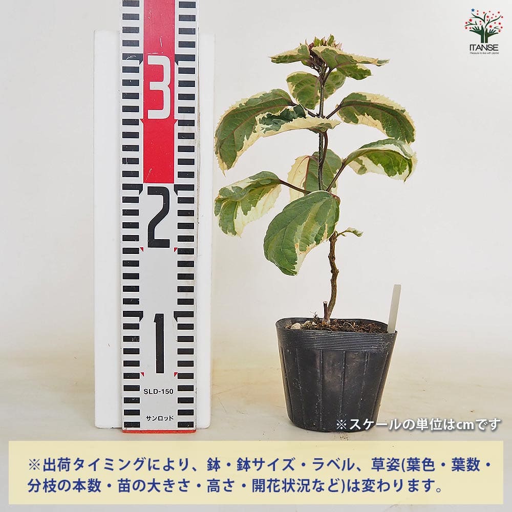 クレロデンドルム ピンクダイヤモンド 【花木苗 3.5号】｜ 【植物の