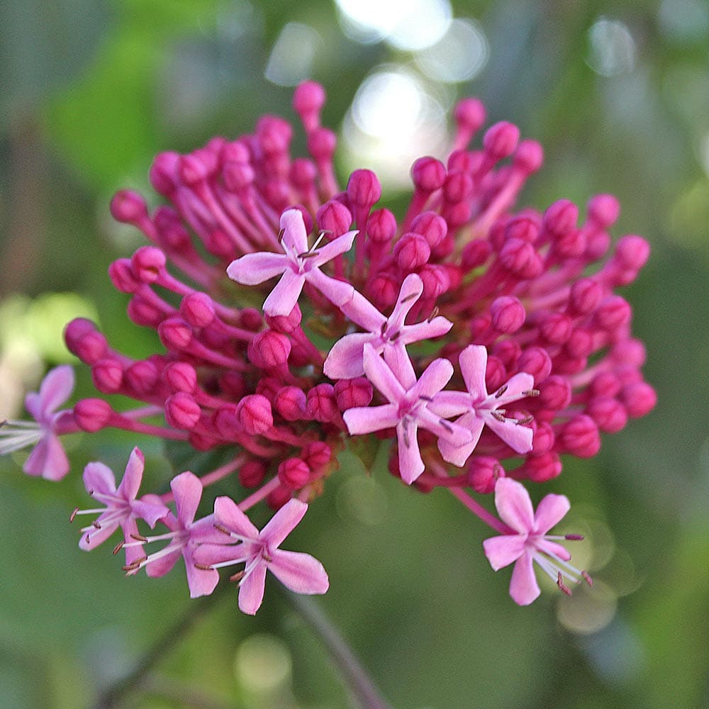 クレロデンドルム ピンクダイヤモンド 【花木苗 3.5号】｜ 【植物の