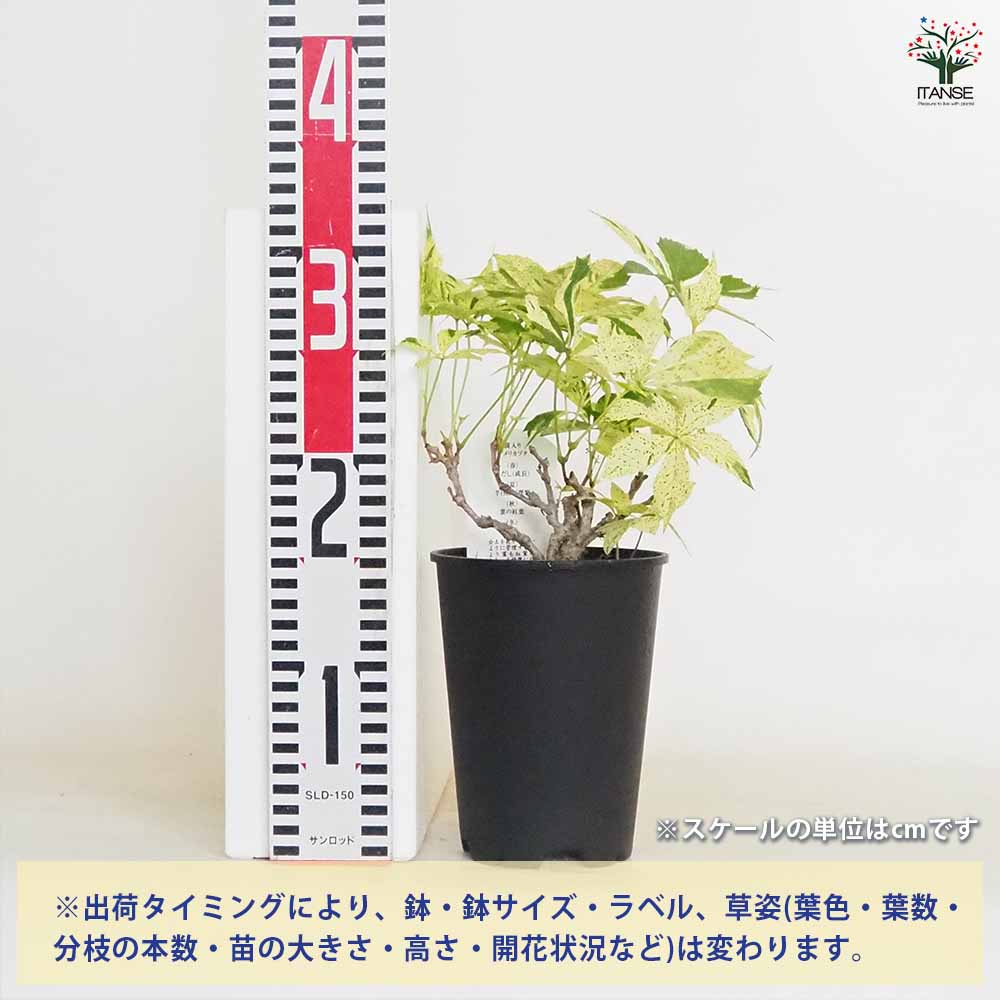 アメリカヅタ 【花木苗 4号】｜ 【植物のITANSE】全品送料無料