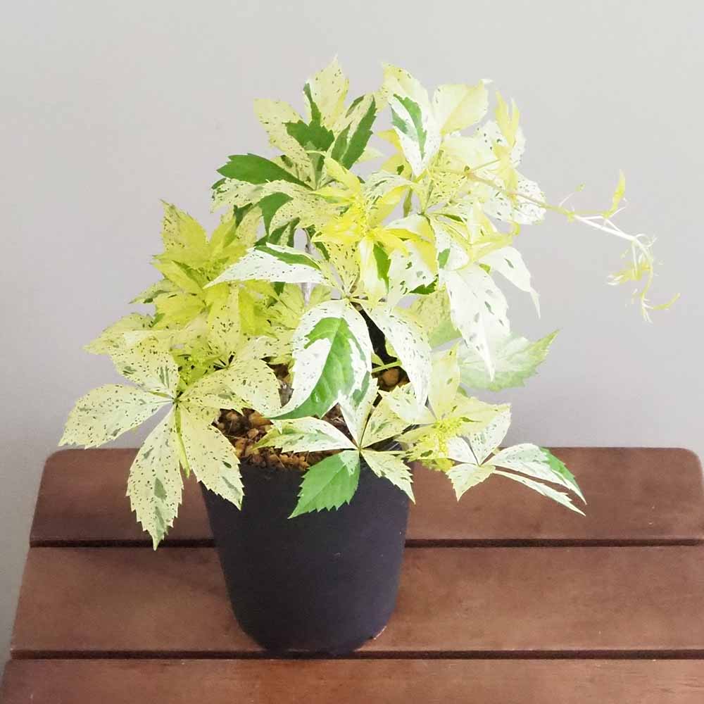 No.3 アメリカツタ　さつき　四国ウツボ草　古瓦に植え付け No.3 アメリカツタ さつき 四国ウツボ草 古瓦に植え付け No.3 アメリカツタ