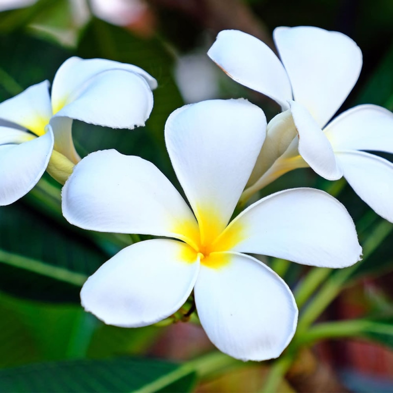 プルメリア｜【植物のITANSE】全品送料無料・即出荷!